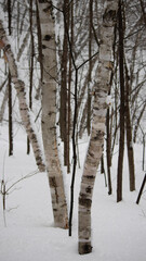 forest in winter
