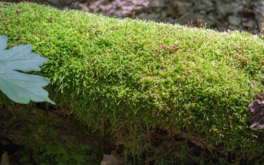 Beautiful green moss on the floor, moss closeup, macro.