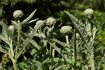 Fototapeta premium Green globe artichokes growing in a field