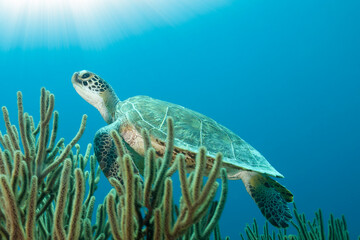 Underwater sea turtle in sunbeams