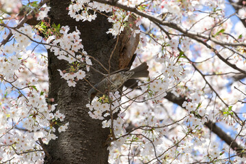 bulbul_CerryBlossoms_02
