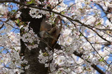 bulbul_CerryBlossoms_01