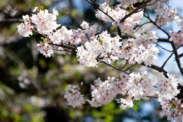 CherryBlossoms_03