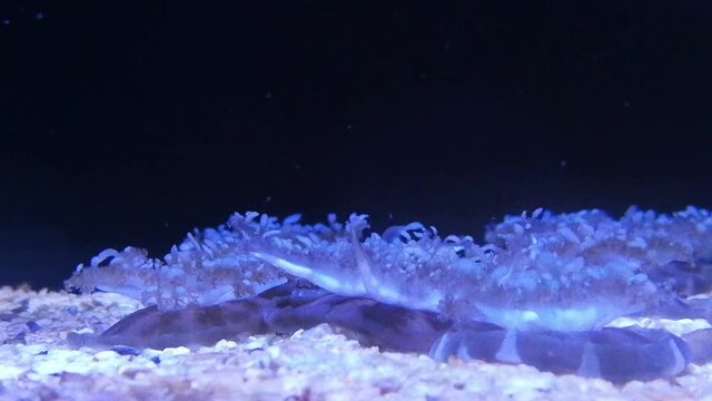 Upside Down Jellyfishes In Closeup