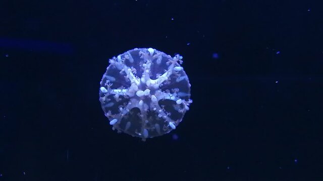 Upside Down Jellyfishes In Closeup