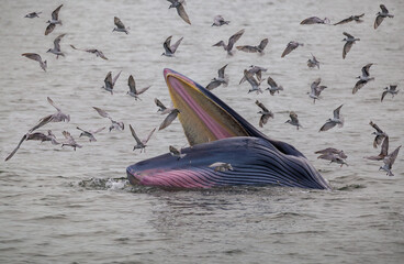 Bryde's whale head up to eating small fish at Thailand tropical sea and have seagulls flying over it.
