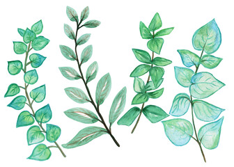 Watercolor drawing of green leaves,Hand drawn watercolor leaves set isolated on white.Set of watercolor leaves.