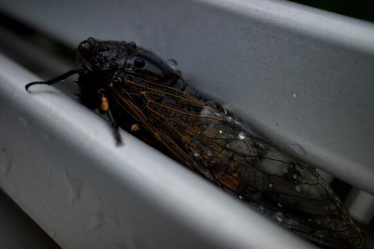 Cicada On The Ground