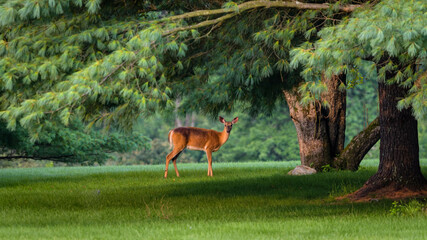 A doe crosses a meadow in the early morning.
