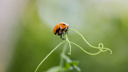 Ladybug sitting on a flower leaf warm spring day on a leaf insect beetle. Macro of seven spot ladybug Coccinella septempunctata .