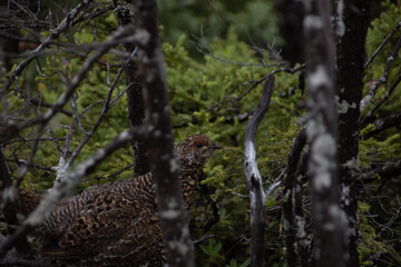 pheasant in the woods