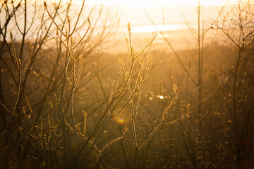 sunset in the field