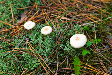 Poisonous mushrooms in the forest on the ground among pine needles, moss and grass.