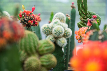 Various cactus in a glass greenhouse