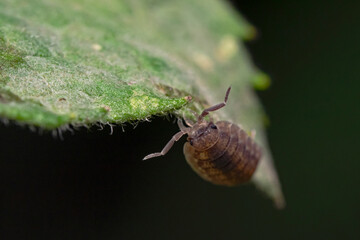 Cellar louse on plant leaf