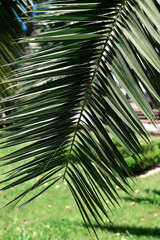 Fototapeta na wymiar Green palm branch close-up in a summer park. The subtropical resort city of Sochi. Summer background. Urban landscape.