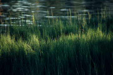 grass and water