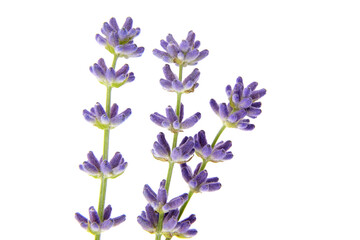 Fototapeta na wymiar Lavender flowers isolated on white background. Fresh purple flowers closeup