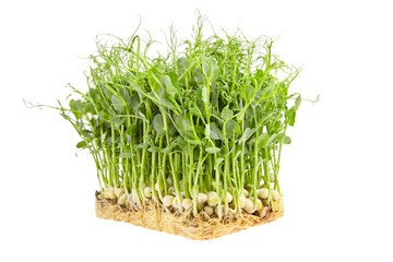 Fresh microgreens isolated on white