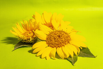 Yellow sunflowers on bright green background