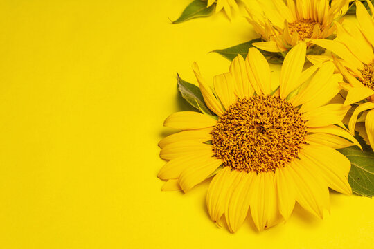 Yellow sunflowers on bright yellow background