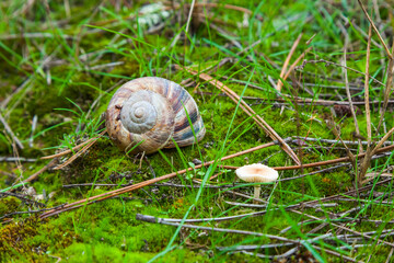 The snail lies on green moss, next to a poisonous mushroom.