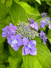 きれいな紫陽花むらさき色