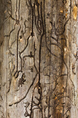 Fototapeta premium The texture of an old, dry tree without bark, gnawed by a bark beetle.