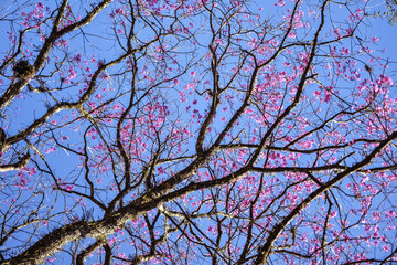 Brazilian spring flowering tree