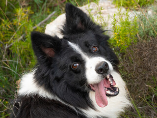Border collie