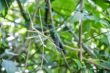 Fototapeta premium Small hummingbird perched on a tree