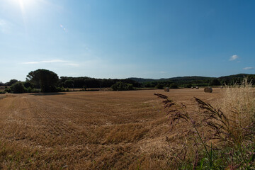 Obraz premium Yellow and brown dry straw agricultural field on a blue sunny sky