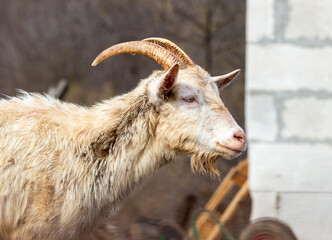 Fototapeta premium Domestic white goat in nature.
