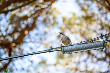 Eurasian jay (Garrulus glandarius) in the oldgrown pine forest of Feniglia, Tuscany