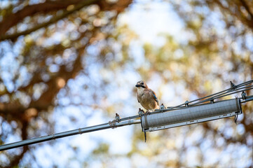 Eurasian jay (Garrulus glandarius) in the oldgrown pine forest of Feniglia, Tuscany