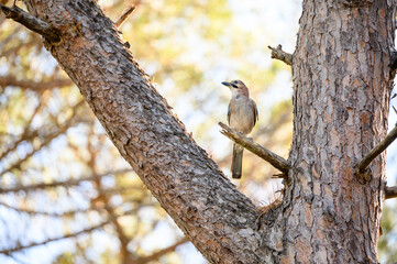 Eurasian jay (Garrulus glandarius) in the oldgrown pine forest of Feniglia, Tuscany