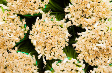 Bunches of green onions close-up.