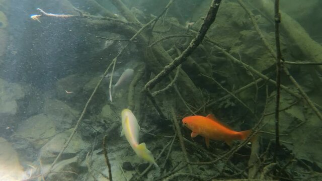Invasive fish species in a Utah river as the goldfish swim in American Fork river.