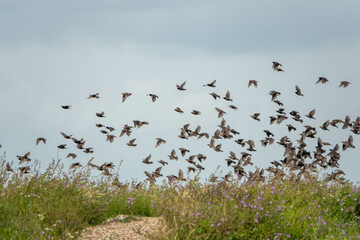flock of starlings flying over wild flowers 
