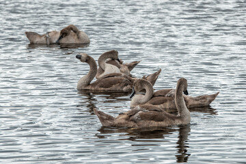 family of beautiful cygnets on the river