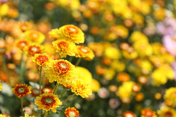 Yellow chrysanthemum flower under bright sunlight
