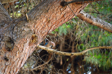 Eurasian jay (Garrulus glandarius) in the oldgrown pine forest of Feniglia, Tuscany