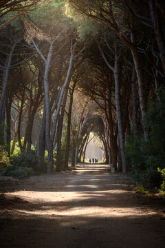 tunnel of trees in the oldgrown pine forest of Feniglia, Tuscany