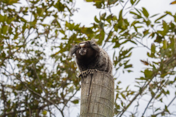 Naklejka premium monkey over a pole