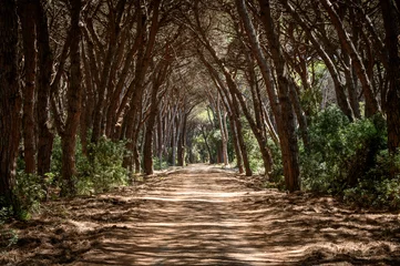 Fotobehang Chocoladebruin path leading trough a tunnel of trees in the oldgrown pine forest of Feniglia, Tuscany  © schame87