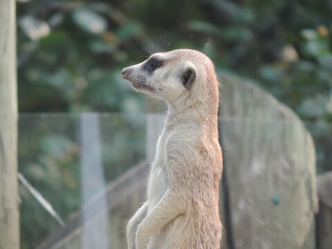zoo aou 2021