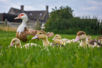 A mother muscovy duck walking around a farm with her ducklings