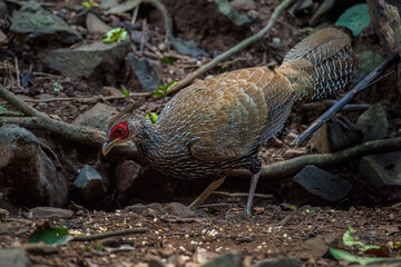 Female The kalij pheasant,beautiful bird in tropicalrain forest