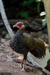 Female The kalij pheasant,beautiful bird in tropicalrain forest