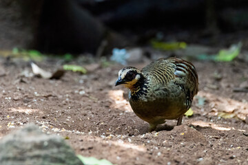 green-legged partridge or scaly-breasted Partridge,beautiful bird in tropicalrain forest